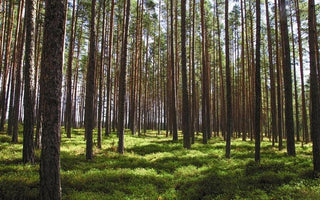 Buy Green: Maak Jouw Aankoop Klimaatneutraal