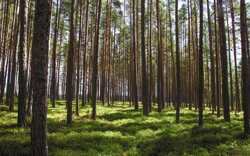 Buy Green: Maak Jouw Aankoop Klimaatneutraal