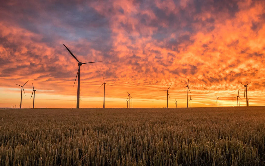Klimaatbescherming: Steun Deze Projecten Met Jouw Aankoop bij Urban Goddess