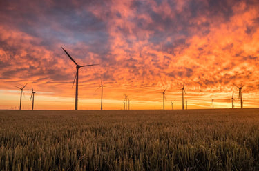 Klimaatbescherming: Steun Deze Projecten Met Jouw Aankoop bij Urban Goddess