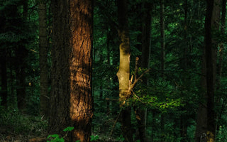 Forest bathing en yoga combineren: bewegen met de natuur