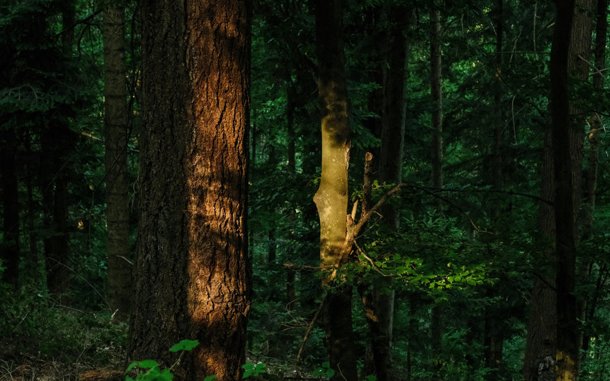 Forest bathing en yoga combineren: bewegen met de natuur
