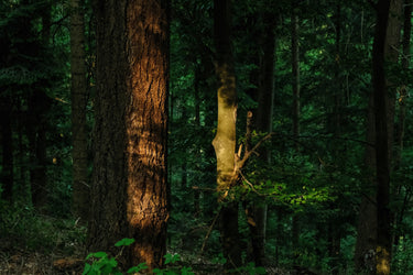 Forest bathing en yoga combineren: bewegen met de natuur